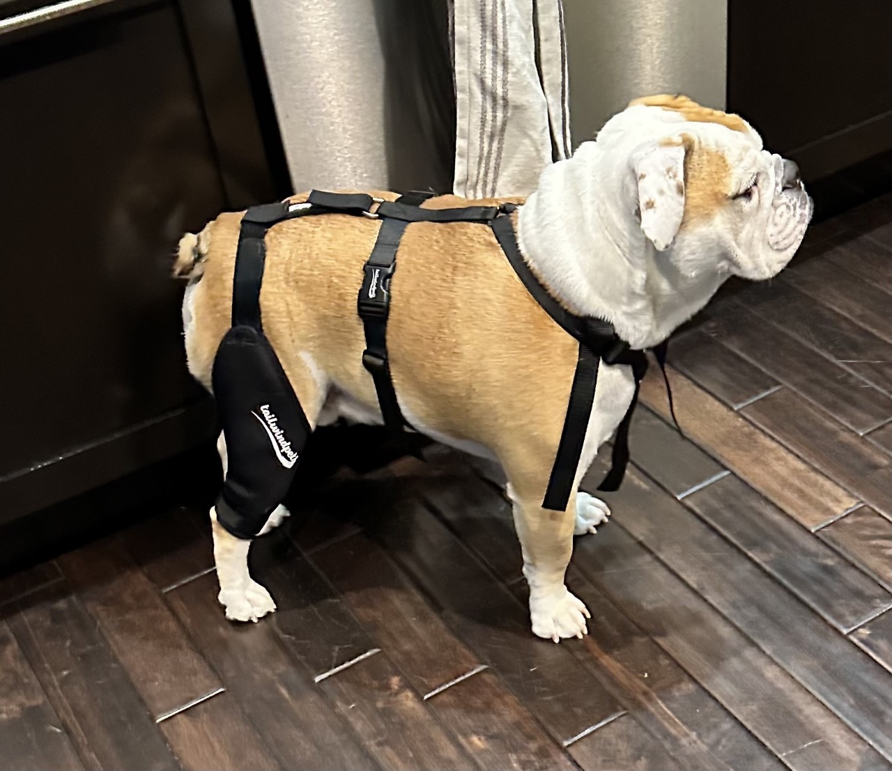 Tailwindpets Cruciate Dog Knee Brace and Harness — ZOOMADOG